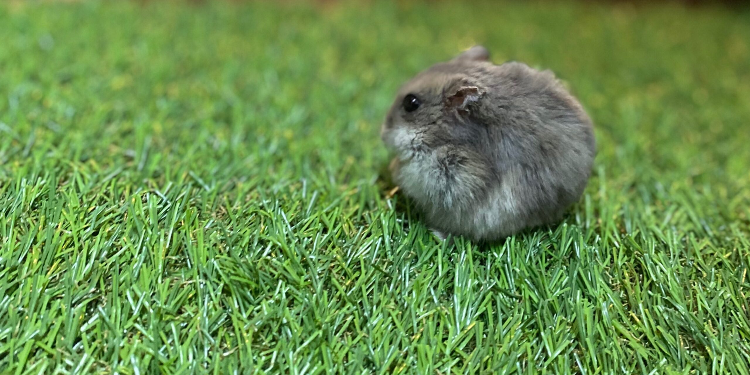 二条じぇりー鍼灸院